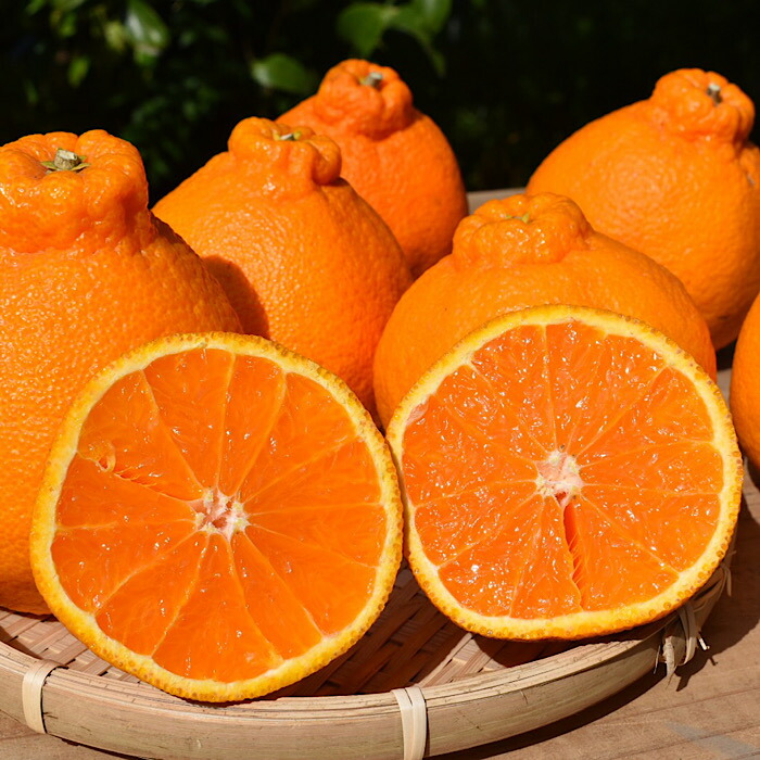 ZE6110n_【2026年先行予約】有田の不知火(しらぬひ)　6玉 （L～2Lサイズ）まごころ手選別