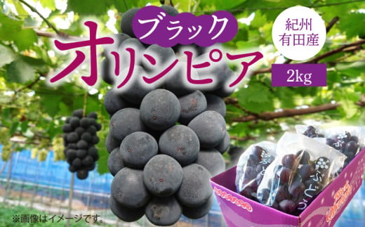 G7088_【2026年 先行予約】 紀州有田産 ブラックオリンピア (ハチミツぶどう) 2kg 【ぶどう ブドウ 葡萄 グレープ フルーツ 国産】