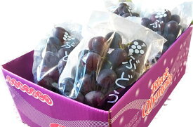 G7088_【2026年 先行予約】 紀州有田産 ブラックオリンピア (ハチミツぶどう) 2kg 【ぶどう ブドウ 葡萄 グレープ フルーツ 国産】