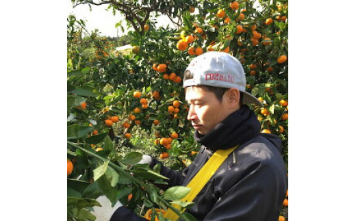 ZE6346n_【まごころ手選別】和歌山県産 有田みかん（極早生） 4kg 秀品