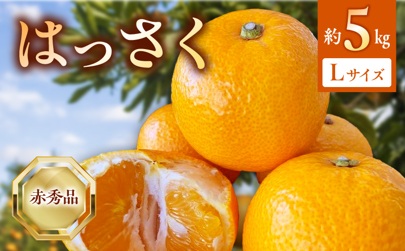 BF6067_（2026年先行受付）はっさく 赤秀品 Lサイズ 5kg ※着日指定不可
