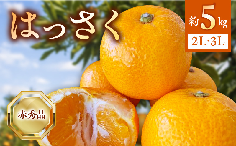 BF6068_（2026年先行受付）はっさく 赤秀品2L、3Lサイズ 5kg