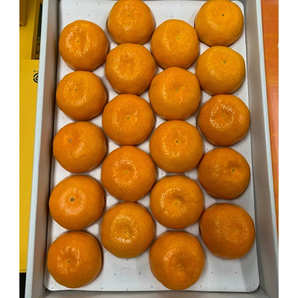 BF6032n_ハウスみかん 化粧箱 約2.5kg 【ミカン 蜜柑 柑橘 温州みかん