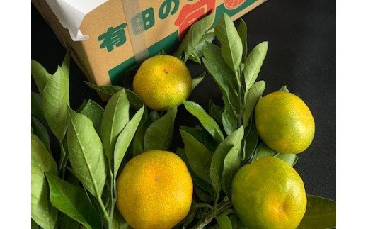 ya̎RLcS󒬁zBF6042n_yʌz 瑁݂ 5kg ԏG MTCY