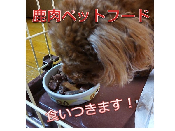 北海道池田町のふるさと納税 北海道　十勝エゾ鹿肉  ペットフード【A013-5-1】