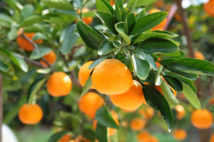 田村みかん蜂久農園の清見がっつりしぼったでぇ　清見ジュース(720ml×2本)　※2026年4月以降に順次発送予定