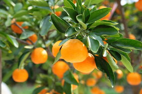 田村みかん蜂久農園の清見がっつりしぼったでぇ　清見ジュース(180ml×12本)※2026年4月以降に順次発送予定