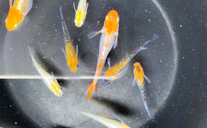 菊まるめだかの【超美人めだか３種セット】計24匹 生き物 メダカ お魚 ペット 