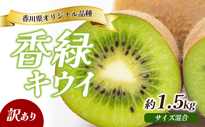 【香川県東かがわ市】訳あり 香緑 キウイ 1.5kg 香川県産 キウイフルーツ キウイ フルーツ 果物 くだもの 旬のフルーツ 旬の果物 不揃い 訳アリ 香川 香川県 東かがわ市