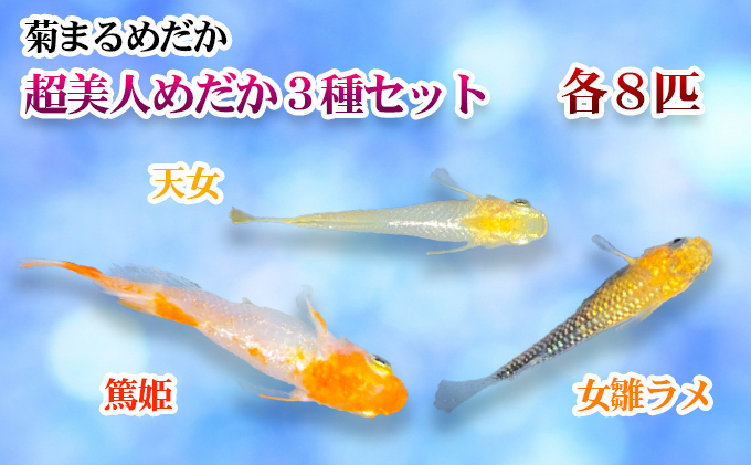 菊まるめだかの【超美人めだか３種セット】計24匹 生き物 メダカ お魚 ペット 
