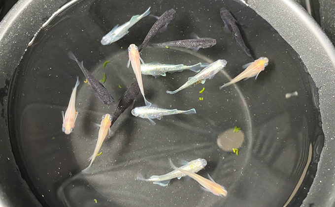 菊まるめだかの【イチオシめだか３種セット】計24匹 生き物 メダカ お魚 ペット 