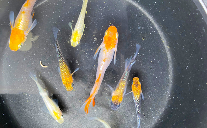 菊まるめだかの【超美人めだか３種セット】計24匹 生き物 メダカ お魚 ペット 