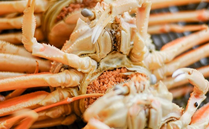 お歳暮 茹で セイコガニ メス 5杯 セット 詰め合わせ 冬の味覚 カニ 蟹 かに 茹でカニ せいこ蟹 カニセット 魚介 魚介類 海鮮 海鮮セット 福井 福井県 若狭町