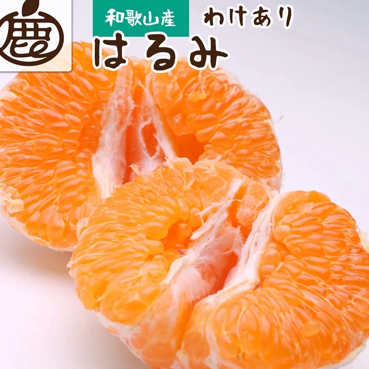 【和歌山県美浜町】<2月より発送>家庭用はるみ5kg+250g(傷み補償分)◇ | わけあり 訳あり ワケアリ デコポンの姉妹品種・新食感春みかん【光センサー選別】 ※北海道・沖縄・離島への配送不可 ※2026年2月上旬〜3月下旬頃に順次発送予定