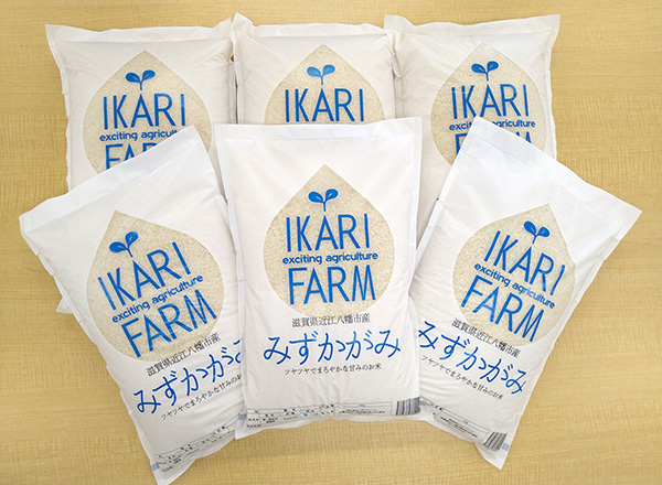 【7年産】みずかがみ　白米定期便　１２か月で５kgを６回お届け（２か月に1回）【C035W】