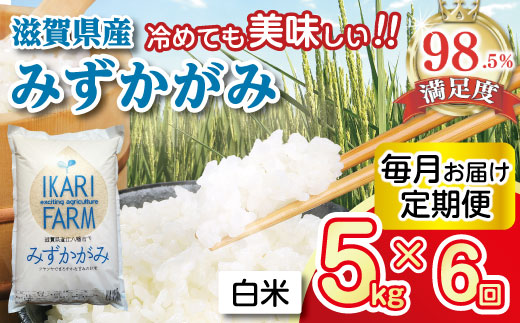 �y���ꌧ�ߍ]�����s�z�y�V�āz�y7�N�Y�z�݂������݁@���Ē���ց@�U�����łTkg���U�񂨓͂��i�P������1��j�yC036W�z