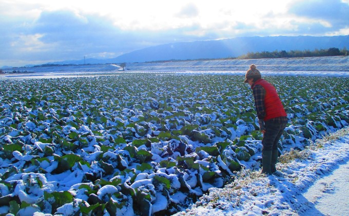 米 2kg 季節野菜 セット 玄米 ゆめつくし お米 詰合せ 福岡県産 