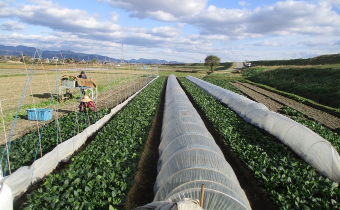 米 2kg 季節野菜 セット 玄米 ゆめつくし お米 詰合せ 福岡県産 