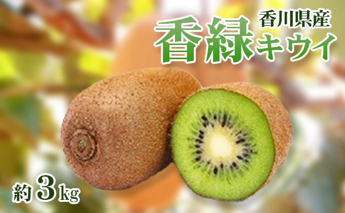 y쌧sz (傭) LEC3kg LECt[c t[c ʕ  ʎ {̉ʕ {̃t[c  쌧 s