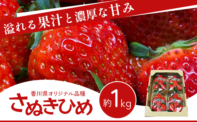 香川県東かがわ市のふるさと納税 いちご 香川県オリジナル品種 さぬきひめ 1kg 香川県産 苺 イチゴ フルーツ 果物 くだもの 旬のフルーツ 旬の果物 大粒 採れたて 冷蔵 香川 香川県 東かがわ市