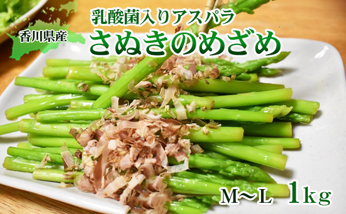 香川県東かがわ市のふるさと納税 令和7年産　はなまる農園の乳酸菌入りアスパラ【さぬきのめざめ1kg】М～L アスパラガス 野菜 野菜セット