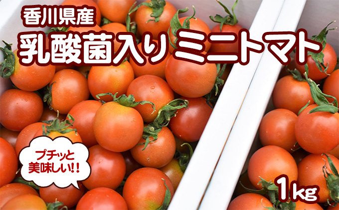 【香川県東かがわ市】プチッと美味しい!「乳酸菌入り ミニトマト1kg」初物 野菜