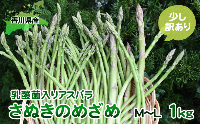 【香川県東かがわ市】令和8年産 はなまる農園の乳酸菌入りアスパラ「さぬきのめざめ」少し訳あり 1kg(M〜L) 野菜セット 野菜 アスパラガス