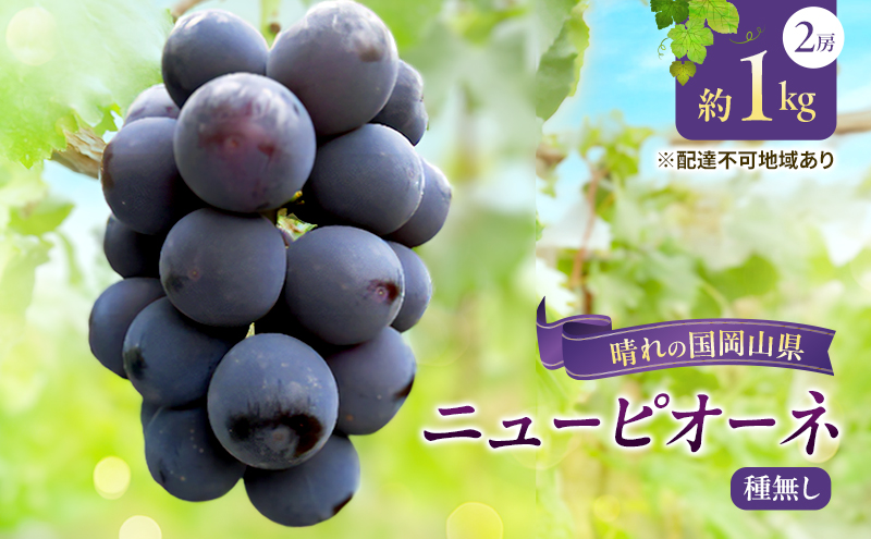 [2026年先行予約] ぶどう 岡山県産 ニューピオーネ ( 種無し )約1kg(2房) [2026年8月下旬-9月中旬頃出荷] 葡萄 ブドウ フルーツ 果物 スイーツ 数量限定 期間限定 岡山 里庄町