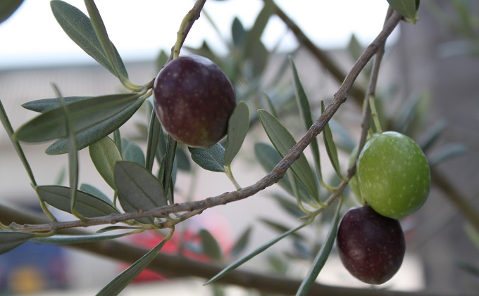 〈オーズファーム〉小豆島産 エキストラバージンオリーブオイル（100g） 食用油 