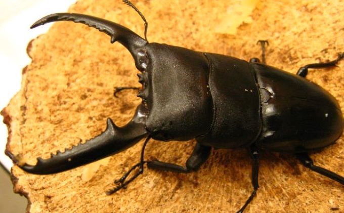 パラワンオオヒラタクワガタ♂95ミリ前後・♀お任せ 生き物 虫 昆虫 オス メス 