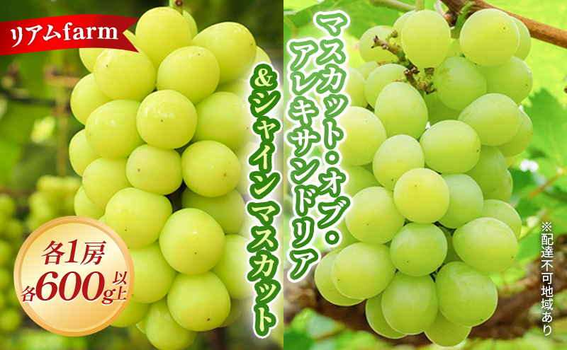 【2026年先行予約】 ぶどう 岡山県産 マスカット ・オブ・ アレキサンドリア ＆ シャインマスカット 各1房（各600g以上） 2026年7月下旬-8月上旬出荷 フルーツ 果物 数量限定 期間限定 里庄町 リアム farm