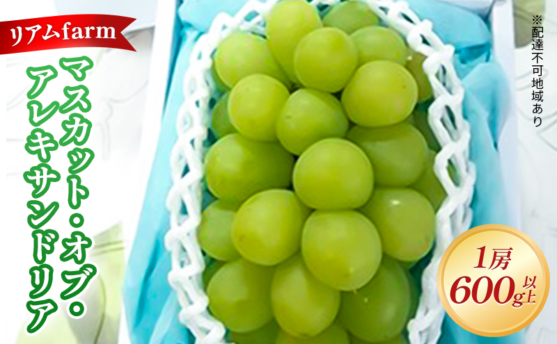 【 2026年 先行予約】 ぶどう 岡山県産 マスカット・オブ・アレキサンドリア 1房（600g以上） 《2026年7月上旬-下旬頃出荷》 葡萄 ブドウ フルーツ 果物 スイーツ 数量限定 期間限定 里庄町 リアム farm