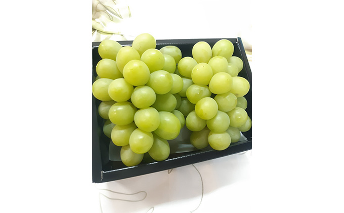 【2026年先行予約】 ぶどう 岡山県産 マスカット・オブ・アレキサンドリア 2房（計1kg以上） 《2026年7月上旬-下旬頃出荷》 葡萄 ブドウ フルーツ 果物 スイーツ 数量限定 期間限定 里庄町 リアム farm