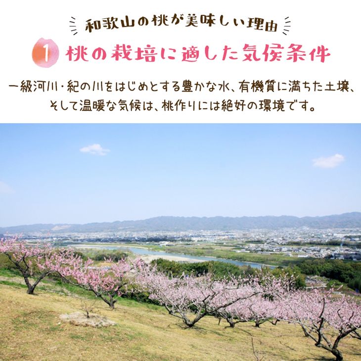 【先行予約】【夏の美味】フルーツ王国 和歌山の桃 約4kg 化粧箱入り | もも モモ 桃 国産 フルーツ 果物 果実 お取り寄せ ギフト デザート スイーツ 贈り物（fr-07）