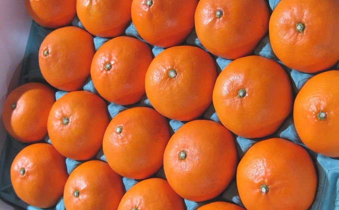 【 小豆島 】小豆島せとか 約5kg 柑橘 果物 せとか フルーツ ジューシー フレッシュ くだもの 国産 香川 香川県 土庄 土庄町