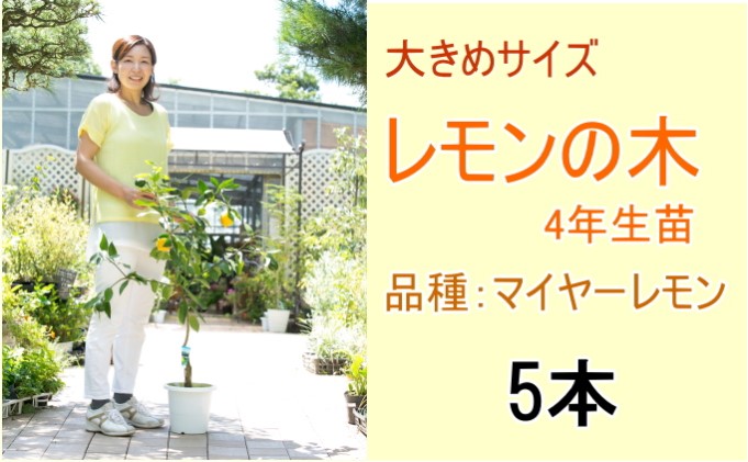マイヤーレモン 4年生 大苗 マイヤーレモン】 4年生接木苗 大苗 レモン ※納期指定:発送予定