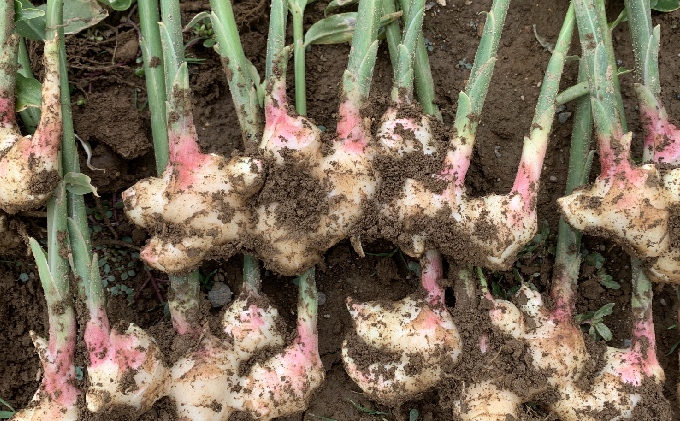 【CF】自家製ジンジャービア【HAKKO GINGER】24本セット 飲料類 炭酸飲料 野菜飲料 野菜ジュース 