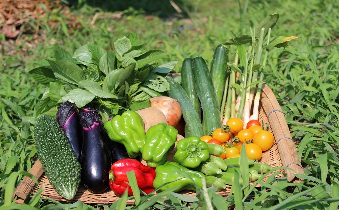 野菜 セット 詰め合わせ GP 元氣パワー 株式会社 元氣パートナーズ 食品 やさい 無農薬 