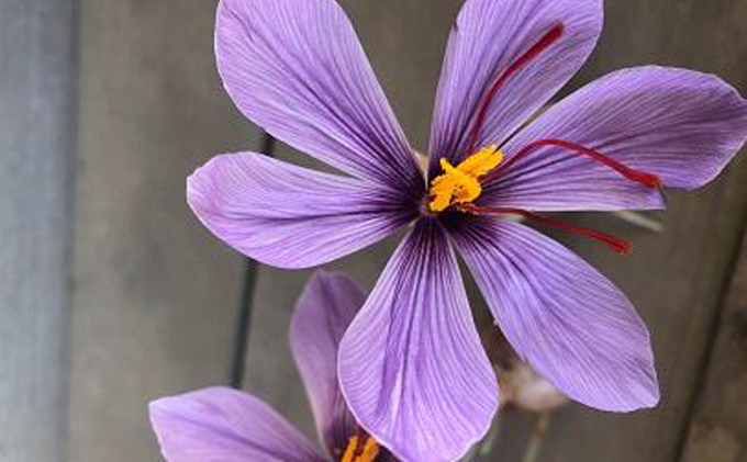 【Seto SAFFRON SYRUP】瀬戸サフランシロップ（130g） 加工食品 ビタミン ミネラル 