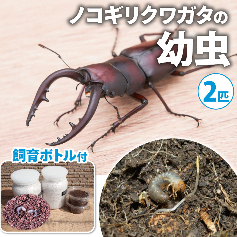 [配送期間は2026年1月下旬〜4月上旬に随時配送]ノコギリクワガタ(幼虫・2匹)飼育ボトル付 生き物 昆虫 エサ付き