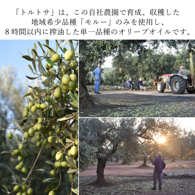 【期間・数量限定 先着 お米小分け付き】 オリーブオイル エキストラバージン オリーブ オイル トルトサ 1本入箱×5セット 調味料 油 オリーブ油 食用油 ギフト セット 2024年 