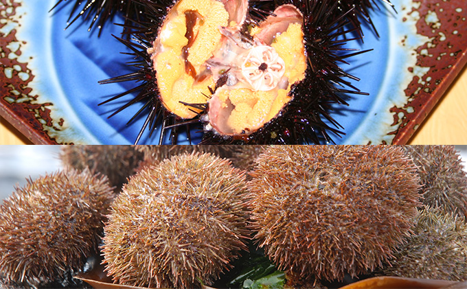 蒸しうに缶詰10缶セット（蝦夷ばふんうに・北むらさきうに各5缶） ウニ 雲丹 うに うに缶 北海道 魚貝類 加工食品 