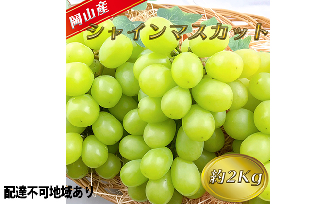 ぶどう 2025年 先行予約 シャイン マスカット 【8月中旬～順次発送分】約2kg 糖度抜群！ ブドウ 葡萄 岡山県産 国産 フルーツ 果物 ギフト 果物類 
