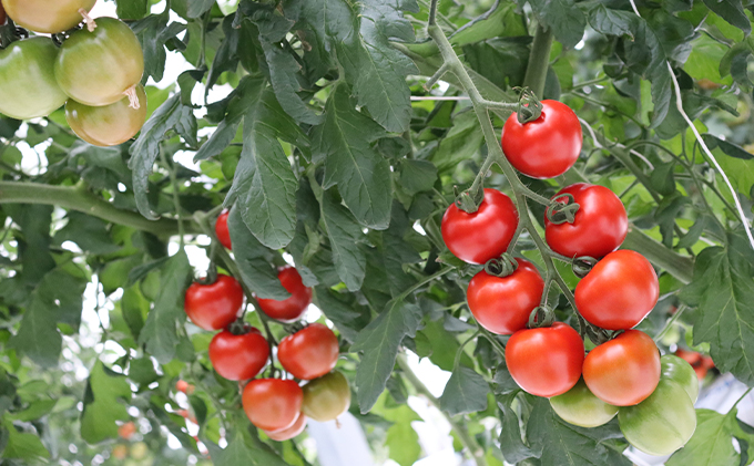細野ファームの中玉トマト　フルティカ（3kg） 野菜 とまと 