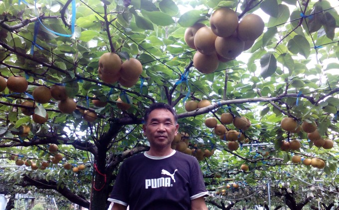 梨 5kg 先行予約 錦の梨 約9玉～14玉 フルーツ なし ナシ 果物 デザート 2025年発送 古里農園 配送不可:離島 