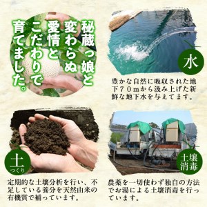 鹿児島県志布志市のふるさと納税 【春限定・数量限定】牧さんの訳ありメロン 赤玉(赤肉)1玉 a1-057-s