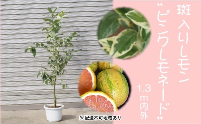 鉢植え レモンの木 斑入り ピンクレモネード 1.3内外 配送不可