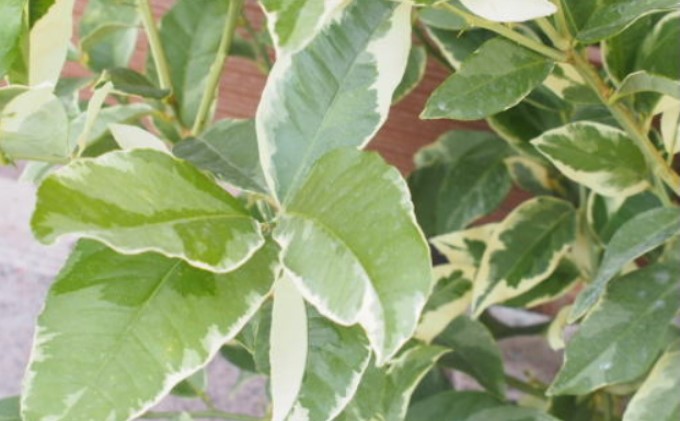 鉢植え レモンの木 斑入り ピンクレモネード 1.3内外 配送不可 北海道 沖縄 離島 苗木 れもん 檸檬 Lemon 観葉植物 ガーデニング 珍しい品種 果肉 