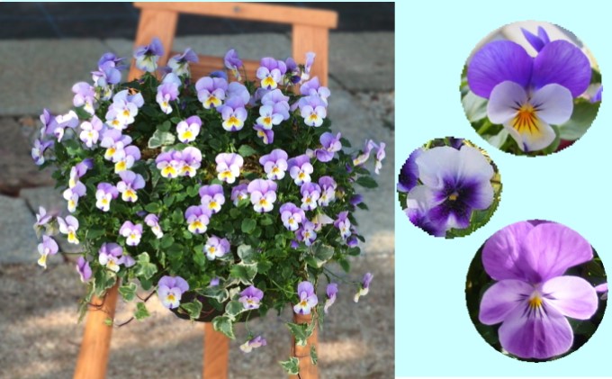 ビオラ・パンジーのハンキング バスケット（ブルー系） 花 