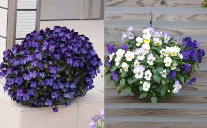 ビオラ・パンジーのハンキング バスケット（ブルー系） 花 